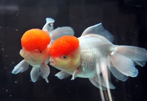 Red Cap Gold Fish | FRESHWATERAQUATICA