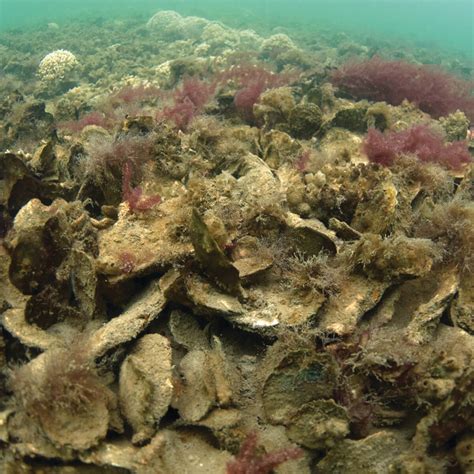 Biotic Component – Seamap Australia