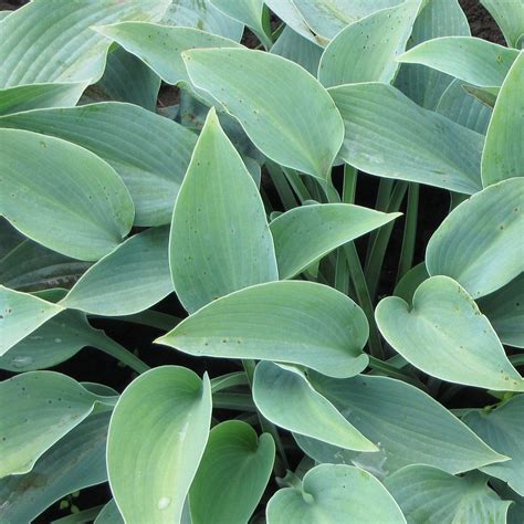 Heart-Shaped Blue Hosta Plants For Sale Online | Halcyon – Easy To Grow ...