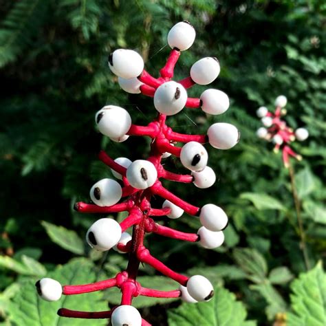 10 Strangest Plants in the World That Will Give You Chills