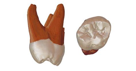 What a Neanderthal tooth discovered in Serbia tells us about the ...