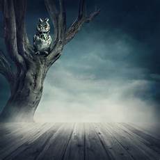 malvorlage eule auf baum eule die auf dem baum sitzt stockbild bild wolken malvorlage eule auf baum eule die auf dem baum sitzt stockbild bild wolken