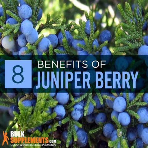Juniper Sage Benefits at Rita Skelley blog