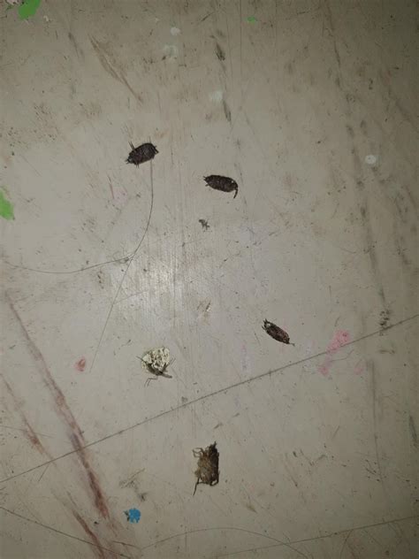 What is this? Found them in my room. Killed on sight. One fell from my table which is right next ...