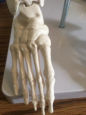 Buy Anatomy Lab Half Life Size Painted and Numbered Human Skeleton ...