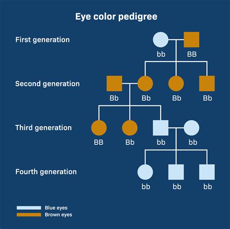 Image result for Probability Comparison Eye Color