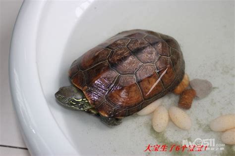 老人收养乌龟10年后发现它尽然越长越离谱!(图)-北京时间