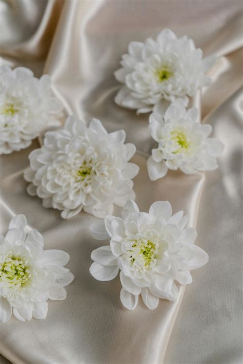 Chrysanthemum Symbolism Photos, Download The BEST Free Chrysanthemum ...