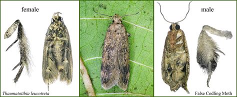 Image result for Codling Moth Control
