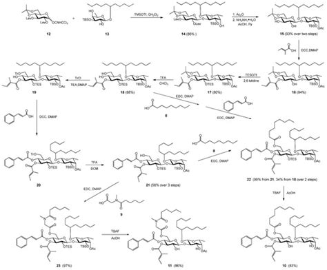 Structural Modifications Reveal Dual Functions of the C-4 Carbonyl ...