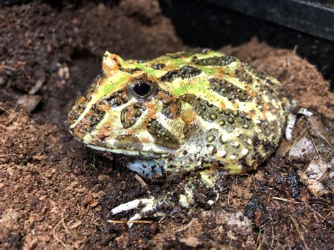 Ornate Horned Frog