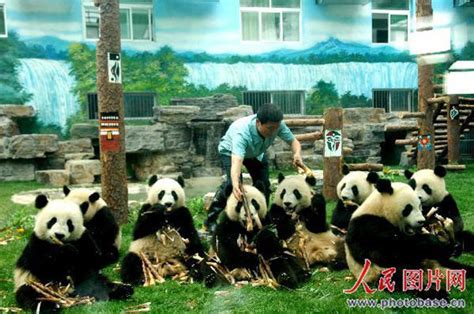 成都大熊猫基地办新春丰容活动 —中国新闻网·四川新闻