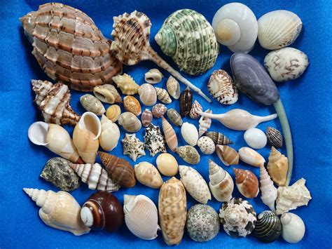 【鑫寶貝】貝殼DIY 綜合貝(C組) 老闆精選60種不同的貝殼(包) 原價750元 特價500元 值得收藏 | Yahoo奇摩拍賣