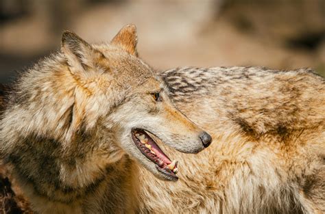 Wolf Side Profile Photos, Download The BEST Free Wolf Side Profile ...