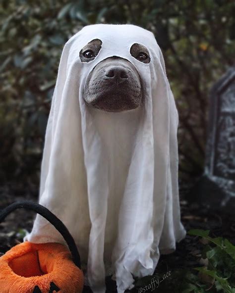 13 Spooky Fun Halloween Costume Ideas For Your Dog - thatdogmomma