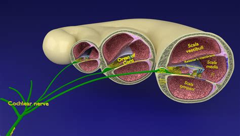 Organ Of Corti Model Organ Of Corti Model Labeled Flashcards | Quizlet