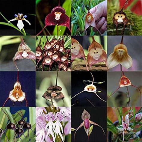 Beautiful 99 Pcs Seeds Semillas Dracula Simia Monkey Face Orchid Flower ...