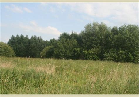 Gault Wood , march, United Kingdom - Top Attractions, Things to Do ...