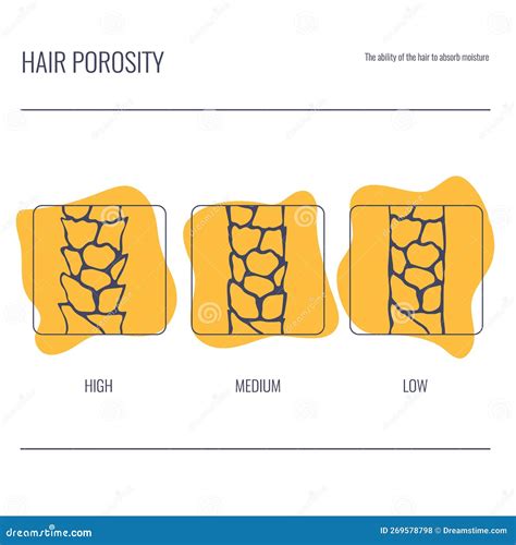 What Does It Mean When Hair Is Porous at Melva Rainey blog
