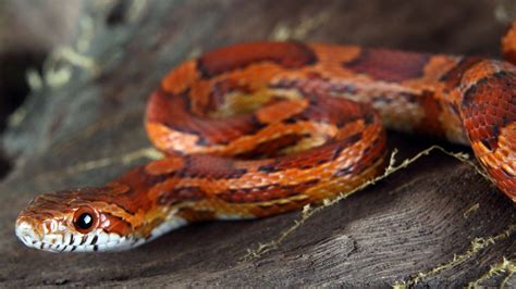 [100+] Corn Snake Pictures | Wallpapers.com