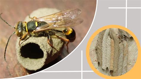 Mud Dauber Wasp Nest: Identification, Pictures, Removal