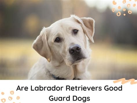 Image result for Labrador Retrievers Good Guarding Dogs