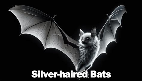 Silver-haired Bat | Wildlife Removal Pros Lexington, Kentucky Animal ...