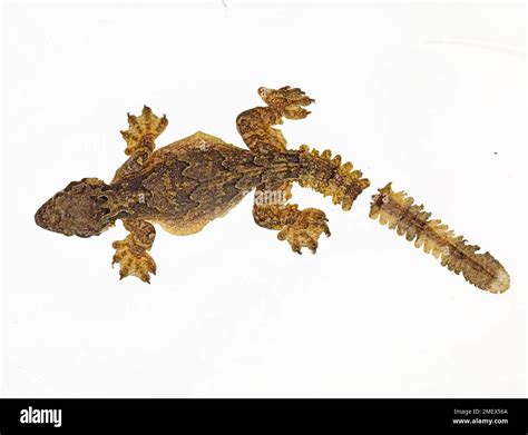 Flying gecko, Ptychozoon kuhli, with autotomized tail Stock Photo - Alamy