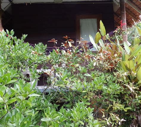 RABBIT BUNGALOW (Ko Phayam) - Cottage Reviews, Photos, Rate Comparison ...