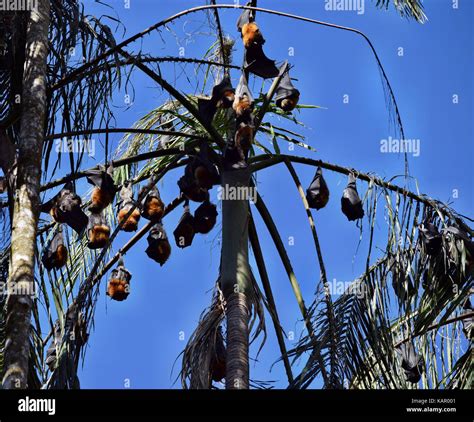 Group of Bat flying fox, (Pteropus lylei or Pteropodidae) perched ...