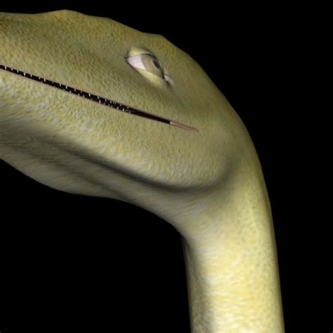 Compy Comp 的图像结果