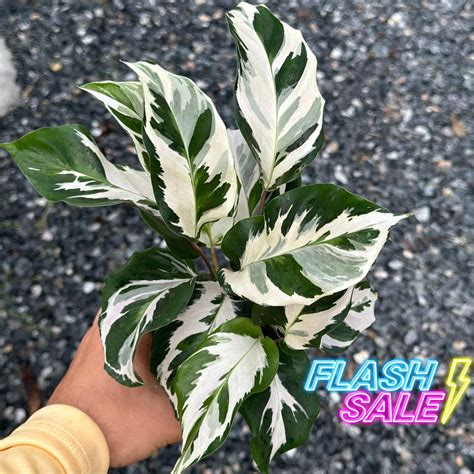 Calathea Stella Plant Live | Stella Calathea House Plants | Rooted Houseplants | Indoor Tropical ...