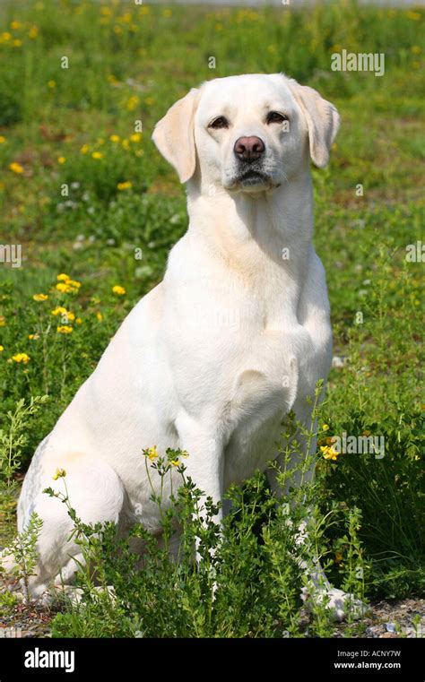 Image result for Adult Labrador