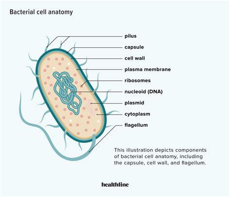 What Is Bacteria? Good vs. Bad, Benefits, and Common Types