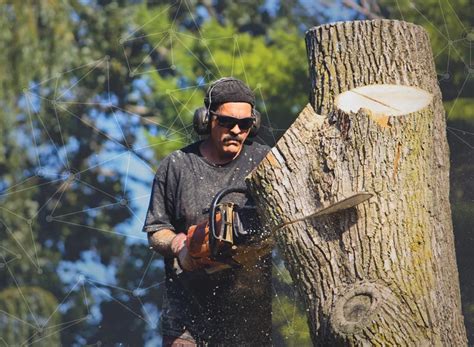 Image result for Tree Jack Software