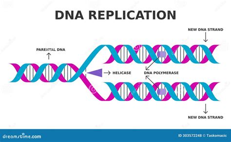 How Does DNA Replicate 的图像结果
