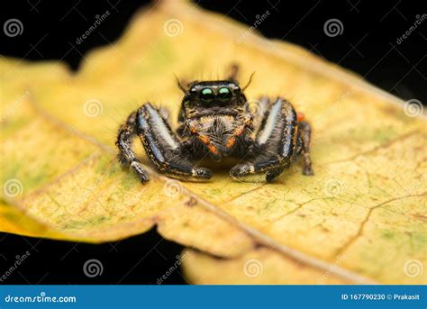 Jumping Spider Predator Nature Stock Photo - Image of face, closeup: 167790230