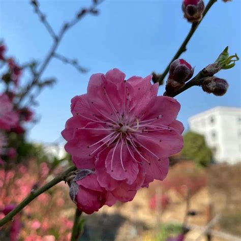 【图集】初春，来汕头巨峰寺赴一场“桃花之约”|汕头市_新浪新闻