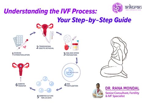 IVF Process Step by Step 的图像结果