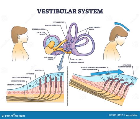 Vestibular System Anatomy and Inner Ear Medical Structure Outline ...