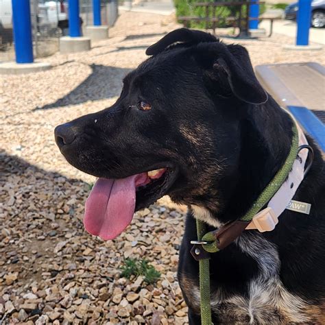 Melody – Grand Rivers Humane Society