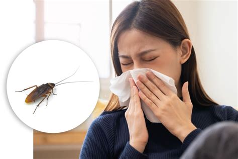 Cockroach Reaction 的图像结果