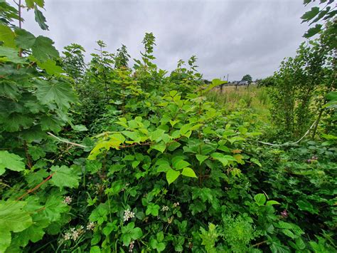 What does Japanese knotweed look like - Japanese Knotweed Ltd
