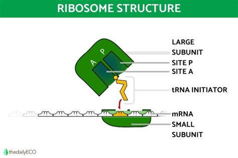 Image result for Ribosomes Structure and Function