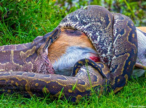 Python Eats Eagle 的图像结果