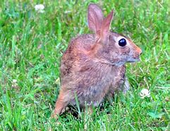 Image result for Female Cottontail Rabbit