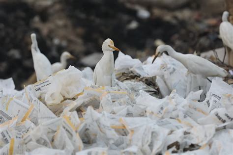 How Urban Waste Mismanagement Feeds Bird Species: A Dystopian Reality