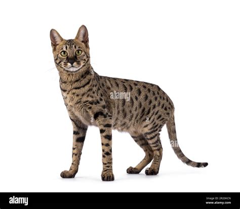 Savannah Cat F4