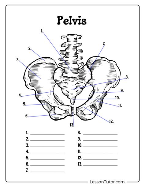 Bone Labeling Worksheet