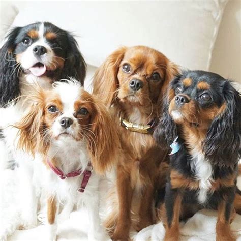 8 FACTS EVERY CAVALIER KING CHARLES LOVER NEEDS TO KNOW | Cavalier king ...